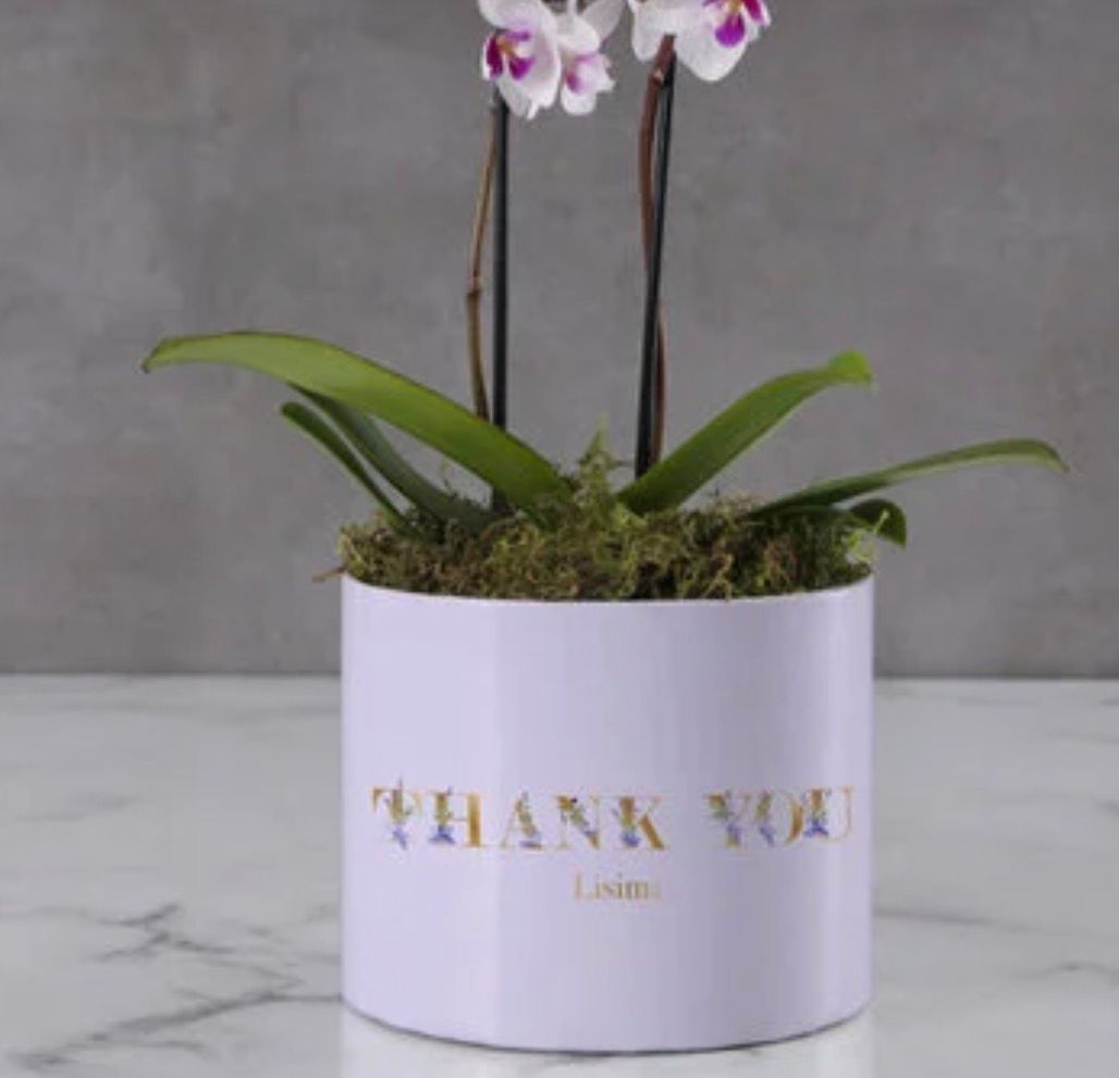 Succulents with Handcrafted Planters thumbnail 7