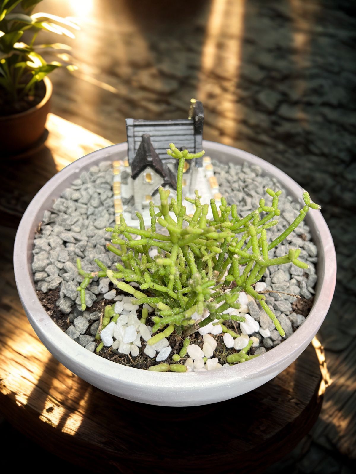 Succulents with Handcrafted Planters thumbnail 3