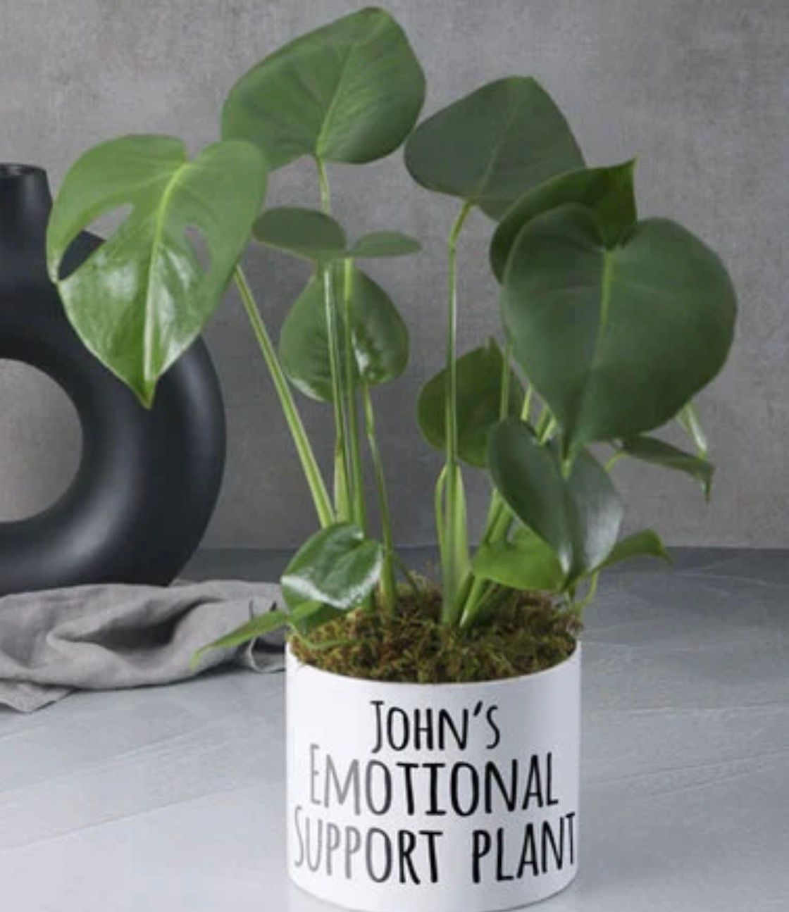 Succulents with Handcrafted Planters thumbnail 8