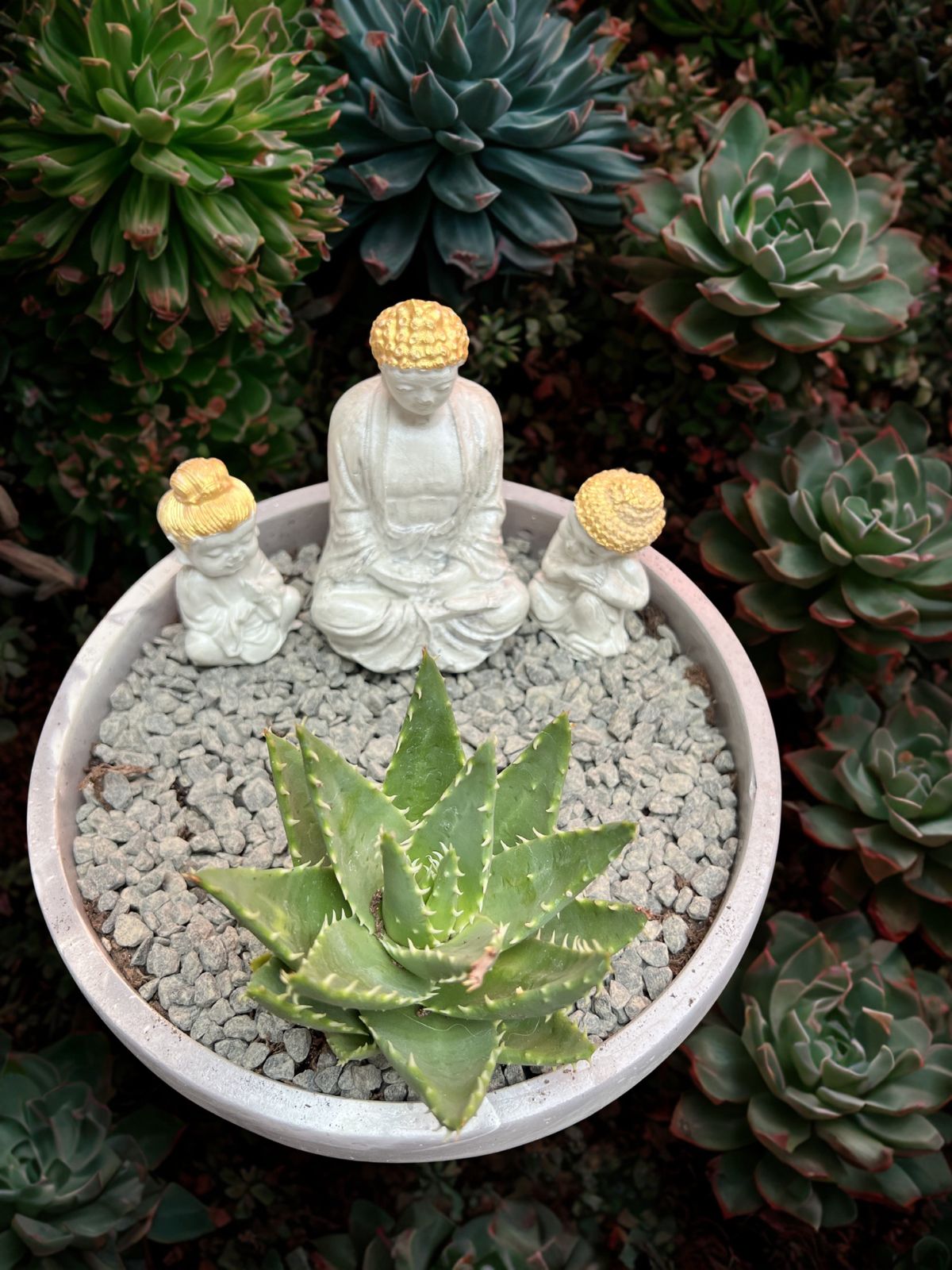 Buy Succulents with Handcrafted Planters Online