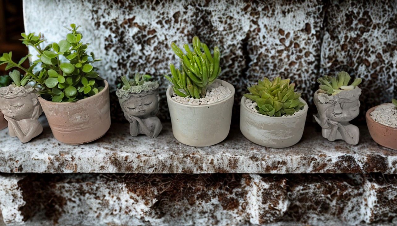 Succulents with Handcrafted Planters thumbnail 5
