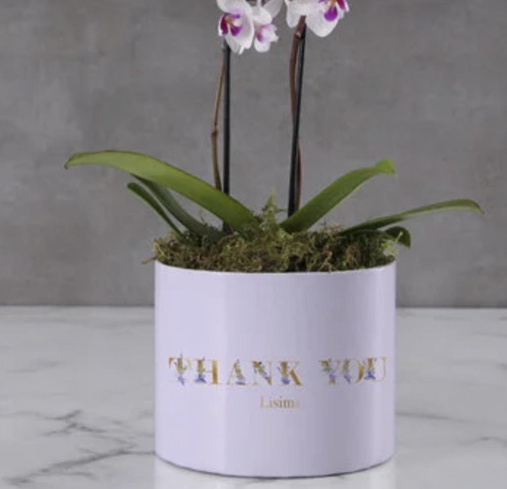 Buy Personalised pot plant Online